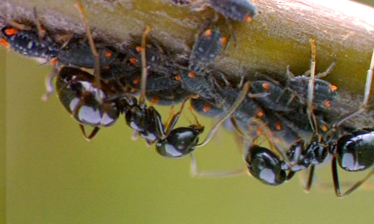 Biodiversité - La notion d'espèce - 2mn 51s 